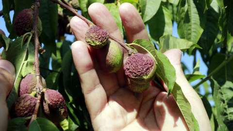 Nectarines amb la pell arrugada per falta d'aigua en una finca de Castelldans