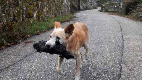 Ordenan el decomiso de un perro maltratado para su cuidado por una protectora de Lugo. EFE/Archivo