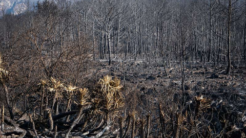 Urbanizaciones Montepino y Montesol afectadas por el incendio forestal de Llutxent, en Gandía. Greenpeace/Pedro Armestre