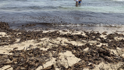 Posidònia en una platja de Mallorca.