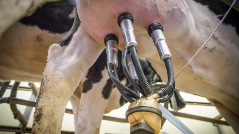 06/06/2018 - granja de vacas productoras de leche