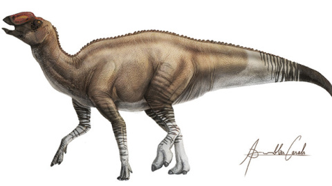 Cuerpo de 'Aquilarhinus' / ICRA Art Institut Català de Paleontologia Miquel Crusafont