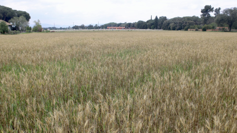 Un camp de blat que no s'ha pogut regar per la sequera a les Franqueses del Vallès.