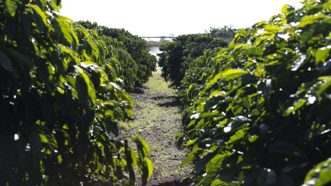 Plantación. La liberación de productos tóxicos para el campo responde a las exigencias del lobby del agronegocio. Valter Campanato/ Agência Brasil. 07jul19.