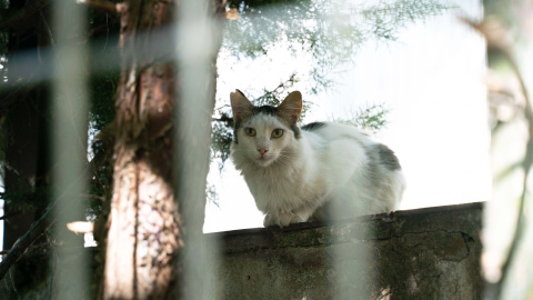 Uno de los gatos de una de las colonias felinas de Pinar de Chamartín.