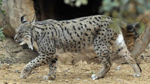 El lince ibérico es una de las especies más amenazadas en España. EFE