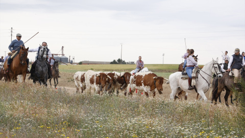 Personas a caballo conducen ganado en la octava edición de la Feria del Caballo, a 14 de mayo de 2022, en Medina del Campo, Valladolid.