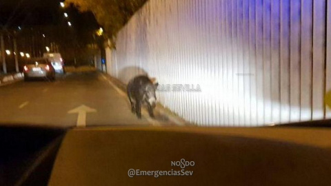 Imagen del jabalí por el entorno de la Avenida Carlos III. / EMERGENCIAS SEVILLA