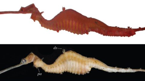 El caballito de mar Phyllopteryx dewysea. / Josefin Stiller et al.