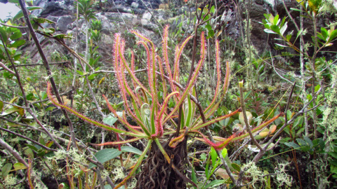 La planta carnívora Drosera magnifica. / Paulo Gonella