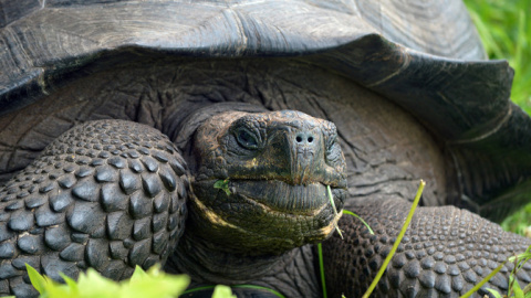 La tortuga de las Galápagos Chelonoidis donfaustoi.