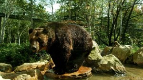 Nueva forma de explotación animal en Japón: máquinas de vending de carne de oso y ballena