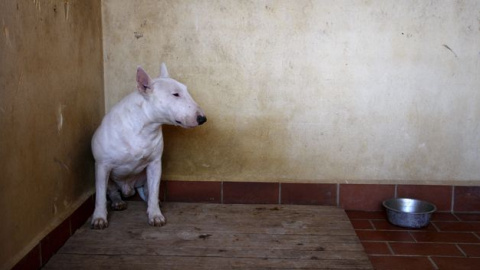 Un bull terrier, raza que ha atacado al niño.