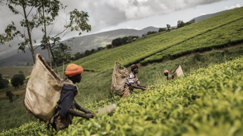 Varias personas trabajan en una plantación de te en Malawi. AFP / GIANLUIGI GUERCIA