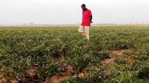 Un granjero camina entre su plantación de tomates en la localidad nigeriana de Kadawa. AFP