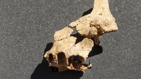 (8/7/2022) El fragmento del maxilar superior y de la mejilla de un individuo que pudo vivir en la Sierra de Atapuerca hace 1,4 millones de años.