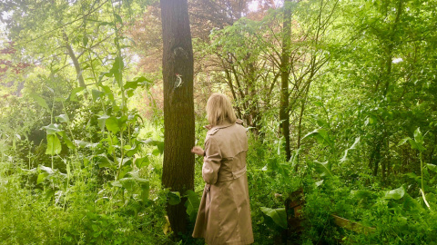 Una persona contempla la naturaleza.