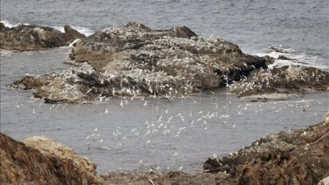 Gaviotas en el Cabo de Creus (Girona), integrado en la Red Natura 2000. EFE