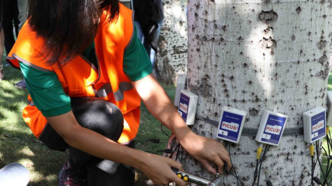 Dispositivos electrónicos utilizados para analizar la salud de un árbol - Ayuntamiento de Madrid