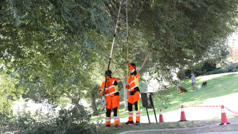 Técnicos municipales comprueban el estado de un árbol - Ayuntamiento de Madrid