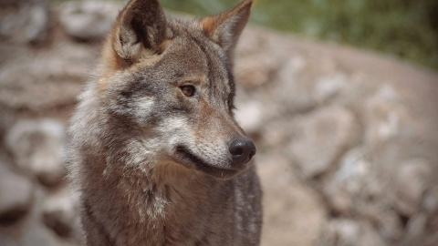 El lobo en Galicia, en el punto de mira.