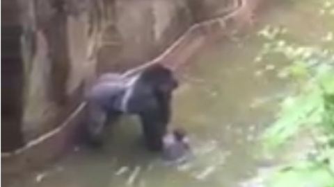 Momento en que el gorila tiene retenido al niño de cuatro años que cayó a su foso