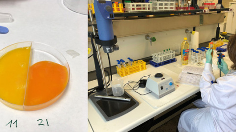 Yemas de huevo preparadas para su análisis en el laboratorio del Área de Tecnología de los Alimentos en la Facultad de Veterinaria de la Universidad de Santiago de Compostela en el campus de Lugo / GEMA PUERTAS