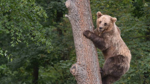 Un ejemplar de oso pardo. EFE (archivo)