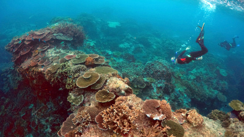 Un buzo inspecciona el estado de la Gran Barrera de coral. REUTERS/David Gray/File photo