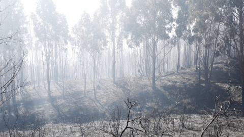 Incendio forestal en Ceuta / EUROPA PRESS