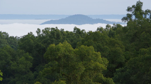 Reserva de Biosfera del Bosque de Majang en Etiopía.- UNESCO/Benno Böer