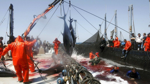 Pescadores de almadrabas suben un par de atunes de una piscina, en Zahara de los Atunes. EFE/Jorge Zapata/Archivo