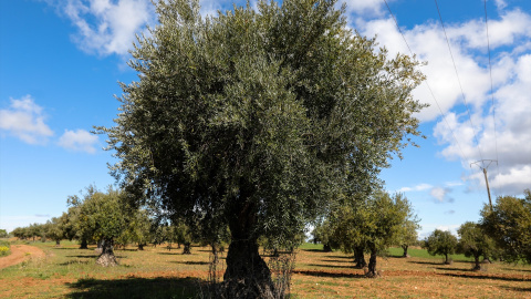 Foto de archivo de olivares en Campo Real, (Madrid), a 2 de abril de 2020.