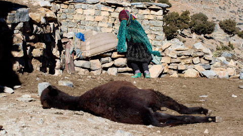 Una mujer llora junto al cuerpo de su burro, tras descubrir que éste ha muerto, en la región de Alto Atlas de Marruecos. /YOUSSEF BOUDLAL (REUTERS)