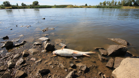 Peces muertos en el río Oder en el pueblo de Cigacice, al oeste de Polonia. La zona vive un desastre ecológico por la contaminación, agravada por la sequía.