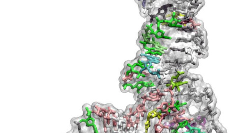 Representación de un ARN de transferencia, que forma parte de la maquinaria que traduce genes a proteínas.-PABLO DANS/ IRB BARCELONA