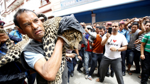 Un leopardo es trasladado desde una casa en Katmandú. REUTERS/Navesh Chitrakar