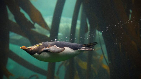 Un pingüino bucea en el acuario Two Oceans en Ciudad del Cabo, Sudáfrica.El Two Oceans, el mayor acuario de África, se encuentra en fase de renovación y contará con nuevas exposiciones a partir del próximo 16 de junio. EFE/Nic Bothma