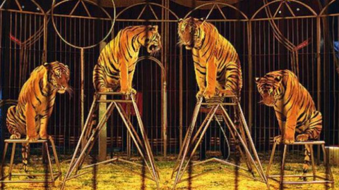 Tigres en un circo