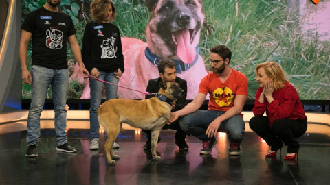 La perra Vespa acudió al programa 'El Hormiguero'. | A3