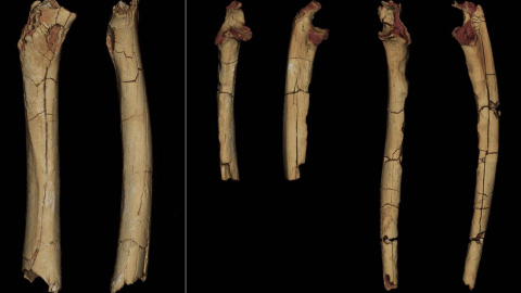 24/08/2022 Modelos 3D del material postcraneal de 'Sahelanthropus tchadensis'.