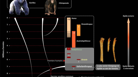 24/08/2022 La humanidad se separó del grupo de los chimpancés durante el Mioceno reciente, muy probablemente entre 10 y 7 millones de años antes del presente.