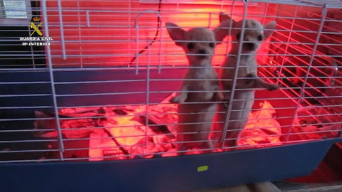 Cachorros de perro incautados por la Guardia Civil. E.P.