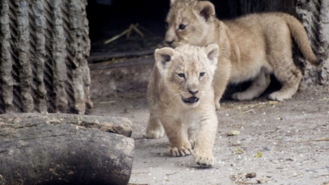 Dos cachorros de león en el zoo de Copenhague el pasado julio.- EFE