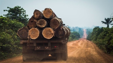 El Gobierno brasileño intenta desacreditar los datos que denuncian un aumento de la deforestación y no ofrece soluciones concretas | Greenpeace