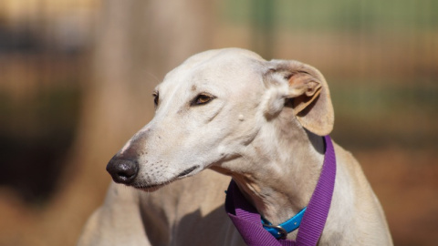 R. Carlos, uno de los muchos galgos que espera en Benjamín Mehnert tener una segunda oportundad