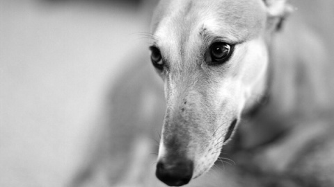 La Fundación Benjamín Mehnert es una organización sin ánimo de lucro para el rescate, recuperación y puesta en adopción de animales abandonados, con atención específica y prioritaria al Galgo. /FUNDACIÓN MEHNERT