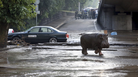 Un hipopótamo camina por las calles enfangadas de Tblisi. El animal se escapó del zoo por las fuetes riadas que golpearon la capital de Georgia. REUTERS/Beso Gulashvili