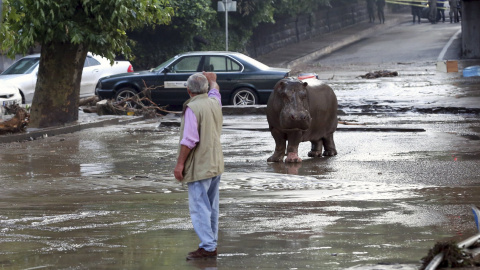 Un hombre hace gestos a un hipopótamo en la calle enfangada de Tblisi. El animal se escapó del zoo por las fuetes riadas que golpearon la capital de Georgia. REUTERS/Beso Gulashvili