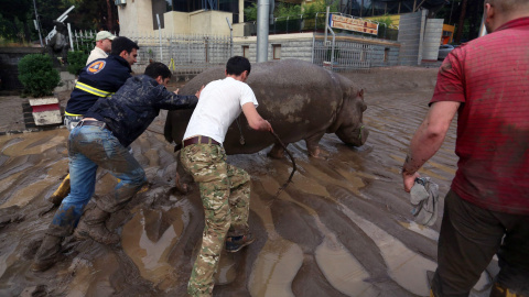 Un grupo de ciudadanos georgianos empuja a un hipopótamo espacado del zoo tras las fuertes inundaciones que han golpeado la capital del país, Tblisi.. EFE/EPA/BESO GULASHVILI